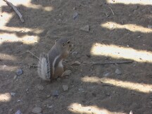 Squirrel