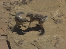 Two Squirrels