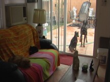 Draco, Tassa, Blacko and Cezar