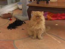 My cat Cezar