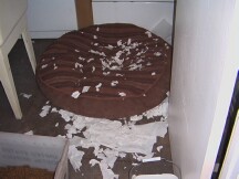 Dogs are upset